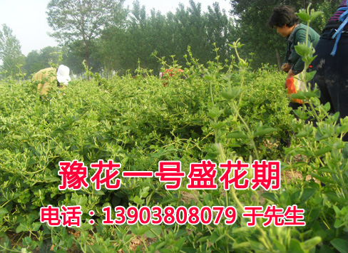 金银花盛花期