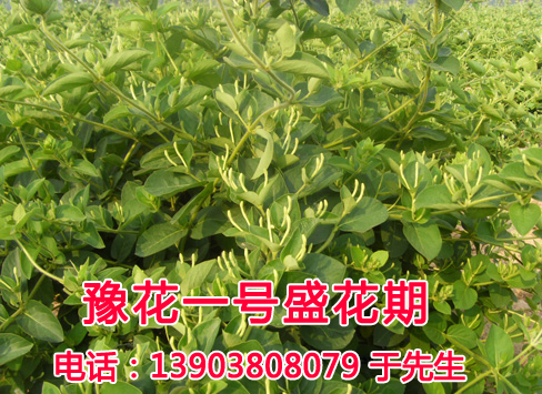 金银花盛花期