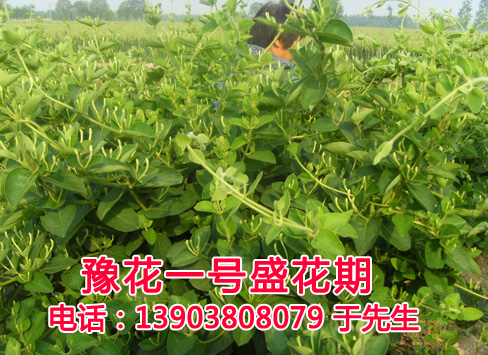 金银花盛花期
