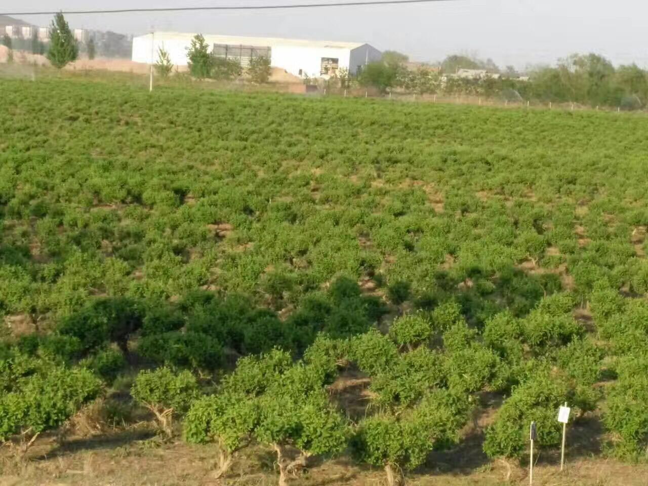 发往江苏的金银花种植基地