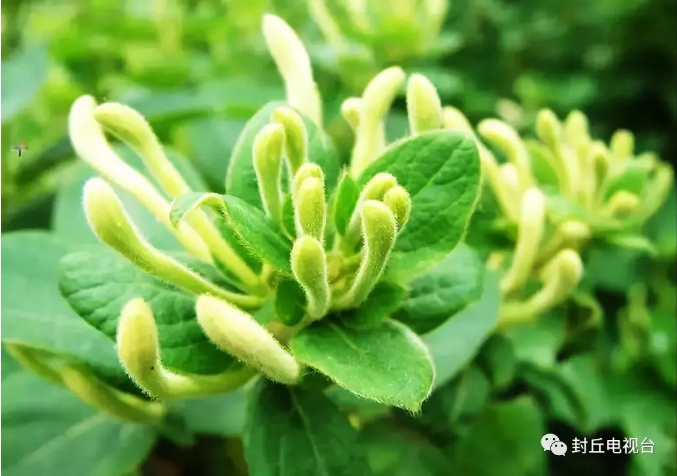 魅力金银花 封丘甲天下—中国·封丘第四届道地金银花产业发展大会开幕