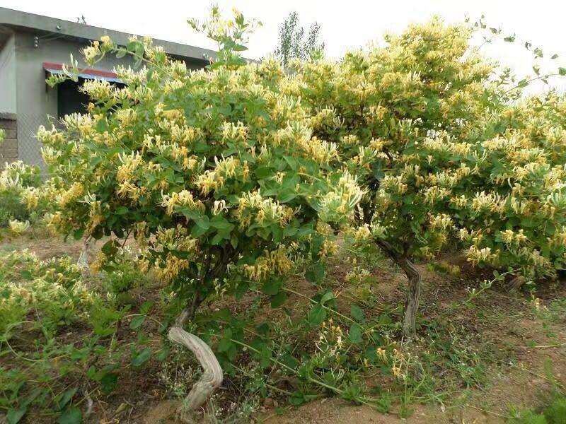 金银花烘干机到达种植户家里