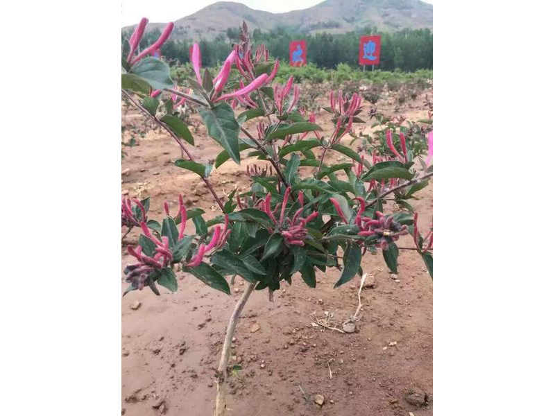 金银花苗，你真的会养殖吗？