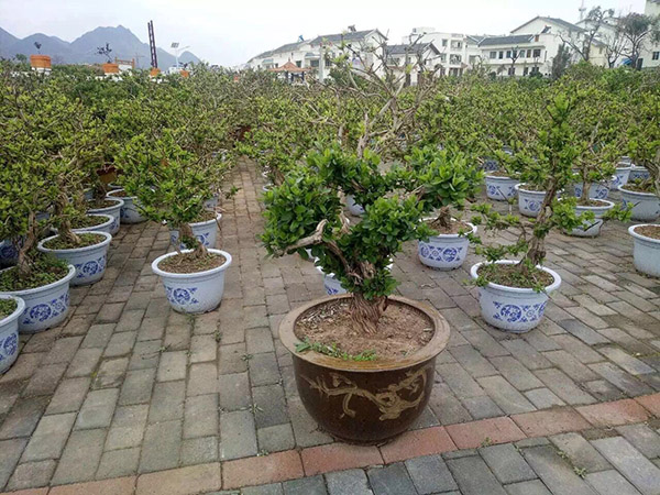 金银花盆景 (1)