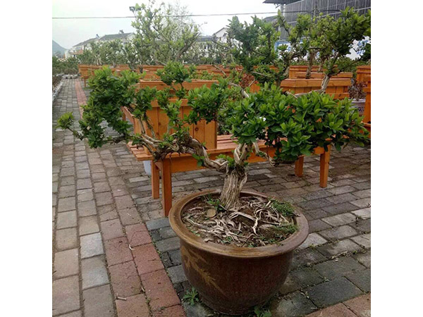 金银花盆景 (3)
