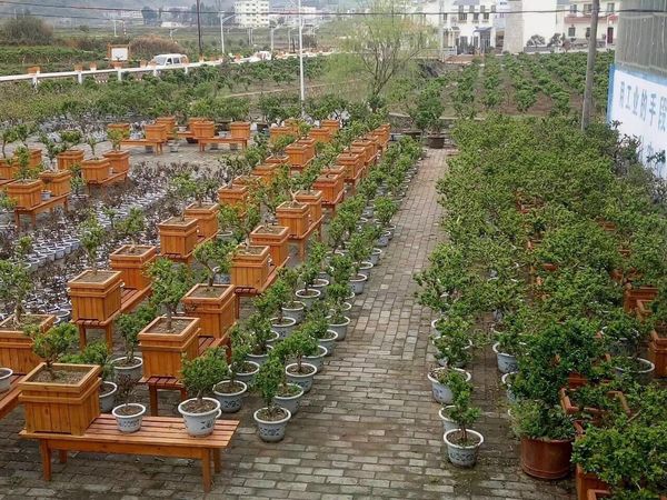 金银花盆景_03