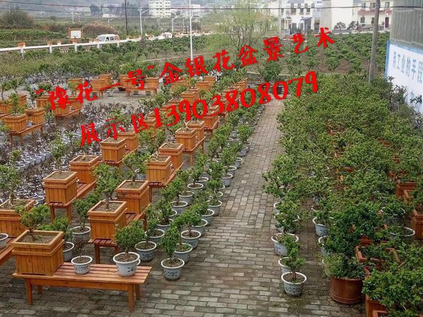 金银花盆景