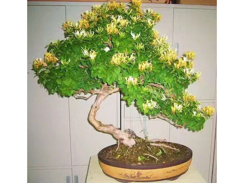 金银花盆景_09