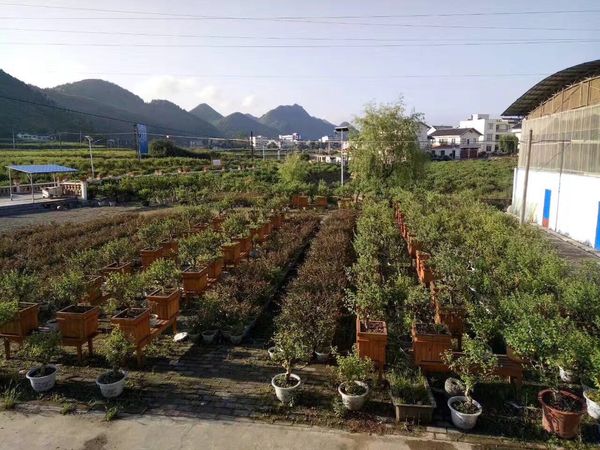 金银花盆景_05