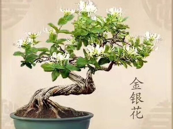 金银花盆景_06